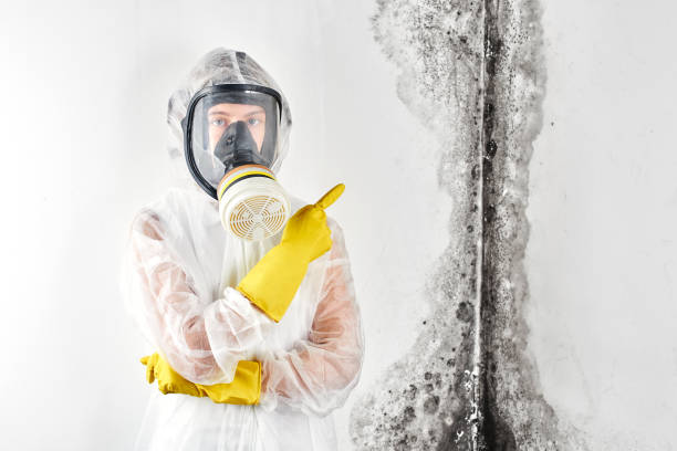 Trusted Fernandina Beach, FL Mold Removal Services Experts